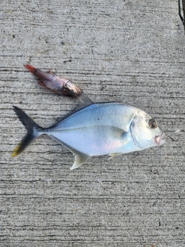 釣果