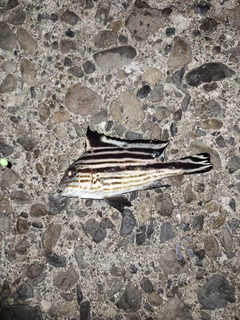 コロダイの釣果