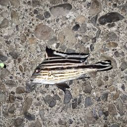 コロダイ