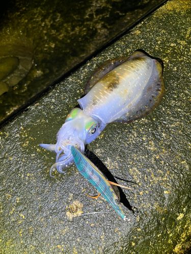 アオリイカの釣果