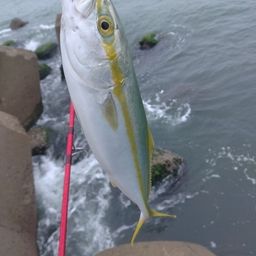 ツバイソ
