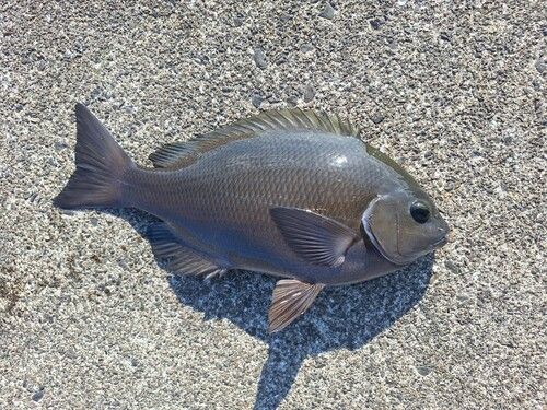 グレの釣果