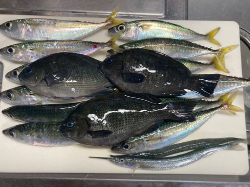 サバの釣果