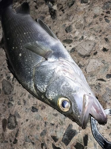 セイゴ（ヒラスズキ）の釣果