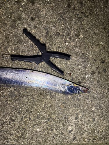 タチウオの釣果