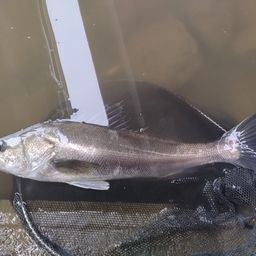 シーバス