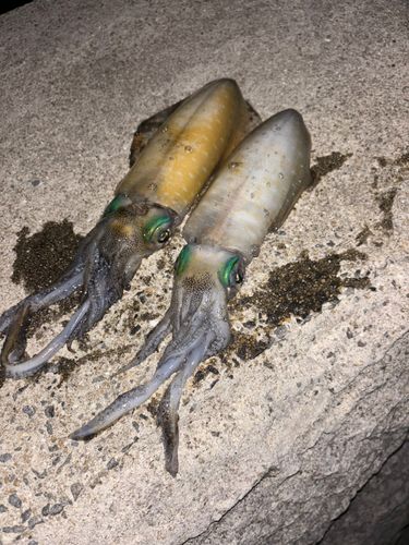 アオリイカの釣果
