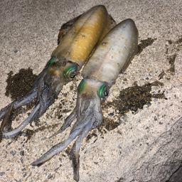 アオリイカ