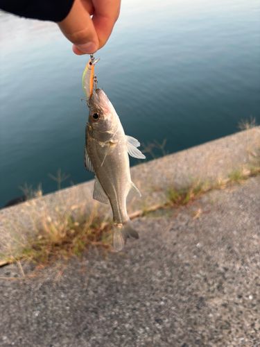 セイゴ（ヒラスズキ）の釣果