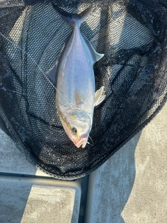 カンパチの釣果