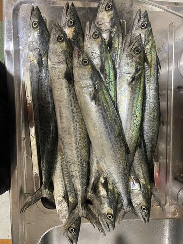 サゴシの釣果
