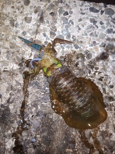 アオリイカの釣果