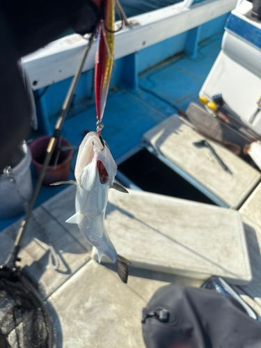 エソの釣果