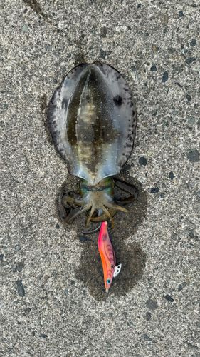 越前海岸