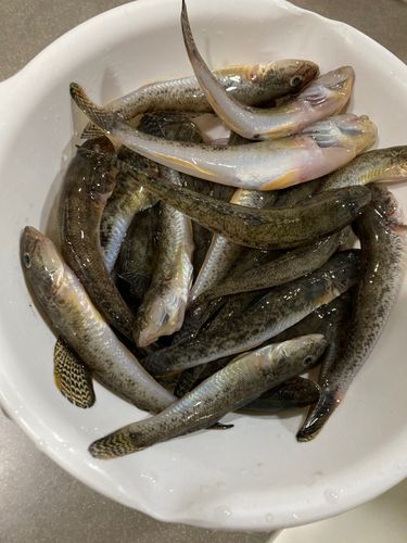 マハゼの釣果