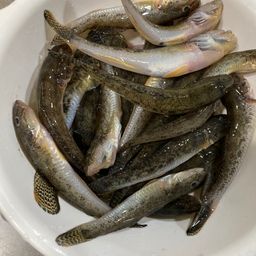 マハゼ