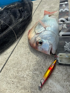 チダイの釣果