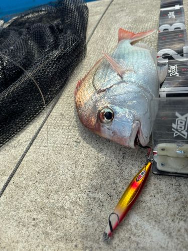 チダイの釣果