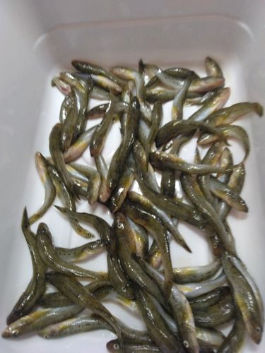 江戸川下流