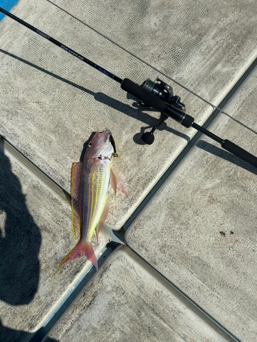 イトヨリダイの釣果