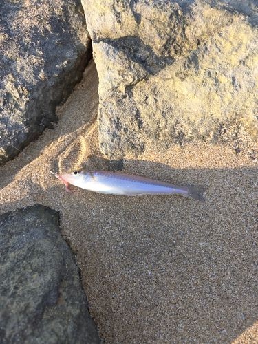 キスの釣果