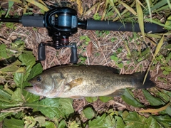ラージマウスバスの釣果