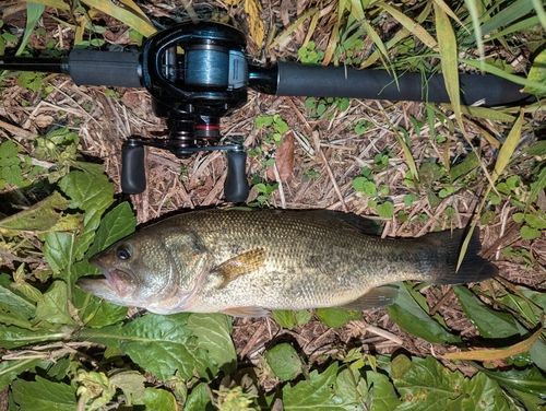 ラージマウスバスの釣果