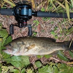 ラージマウスバス