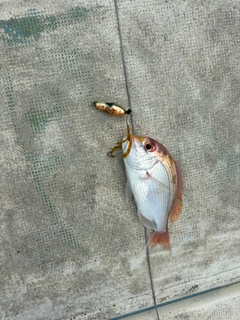 キダイの釣果