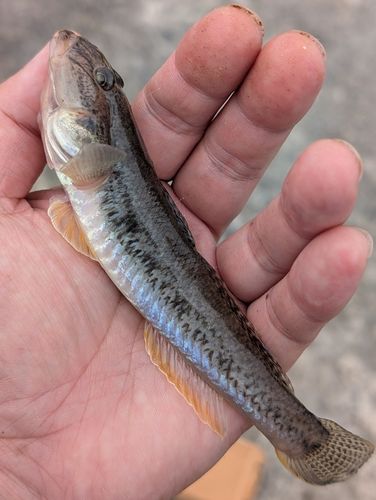 ハゼの釣果