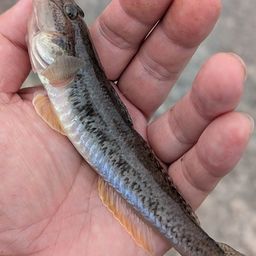 ハゼ