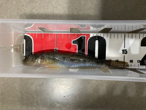 マハゼの釣果