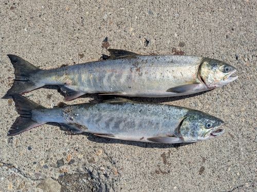 サケの釣果