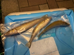 キスの釣果