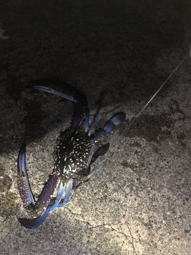 カニの釣果