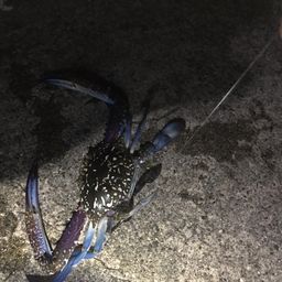 カニ