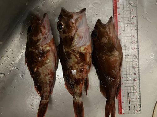 カサゴの釣果