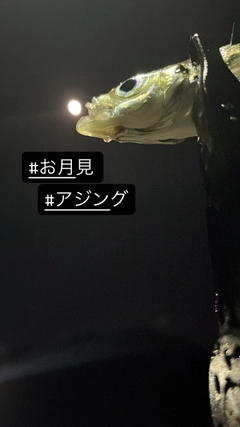 マアジの釣果