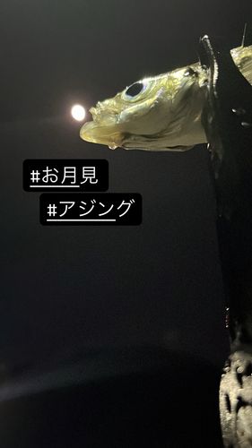 マアジの釣果