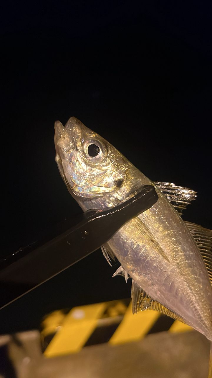 マアジ