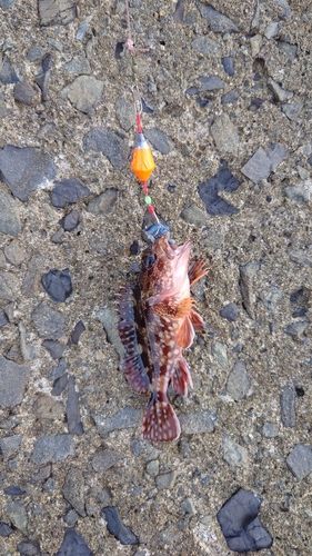 カサゴの釣果