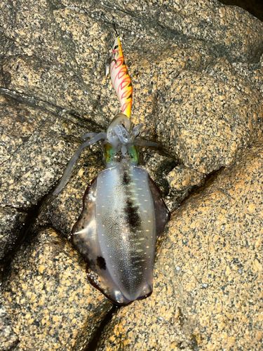 アオリイカの釣果