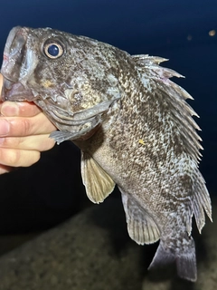 クロソイの釣果