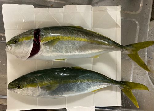 新居海釣公園
