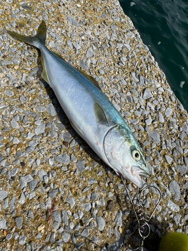 ワカシの釣果