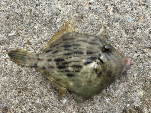 カワハギの釣果