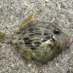 カワハギ