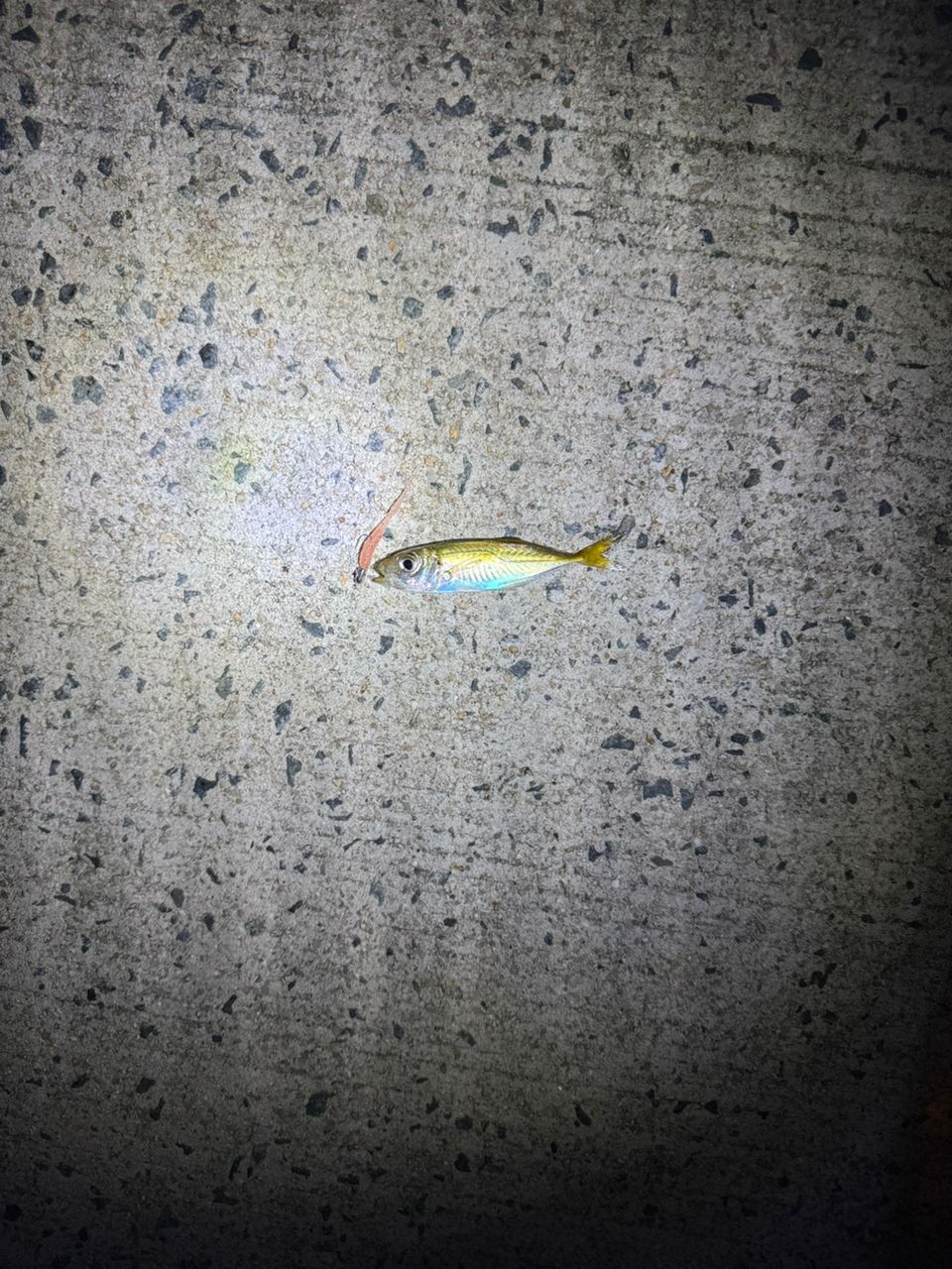 アジ
