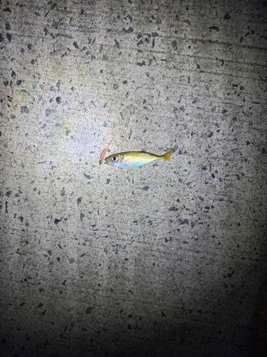 美保湾