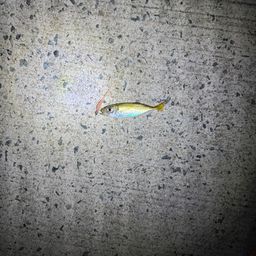 アジ